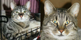 Molly, Marty, Toby and Bessie from Bromley & District Cat Rescue, Bromley, homed through Cat Chat