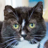 Peter from Celia Hammond Animal Trust, Canning Town, homed through Cat Chat