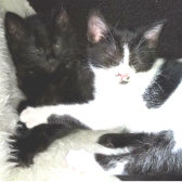 Willow & Malley, Pixie & Dixie, Honey and kittens from Little Cottage Rescue, Luton, homed through Cat Chat