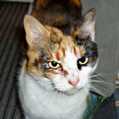 Cuddles from Marjorie Nash Cat Rescue, Amersham, homed through Cat Chat
