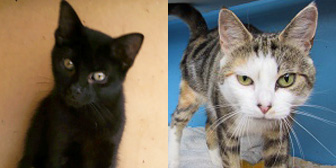 Jaz and Pauline from Ann & Bill's Cat & Kitten Rescue, Hornchurch, homed through Cat Chat