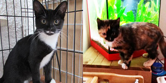 Kali and Lennie from Ann & Bill's Cat & Kitten Rescue, Hornchurch, homed through Cat Chat
