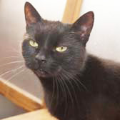 Daisy from Cat Action Trust 1977, Kilmarnock, homed through Cat Chat