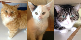 Frankie, Charley, Bella and others from City Cat Shelter, homed through Cat Chat
