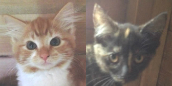 Marmie and Pickle from Burton Joyce Cat Welfare, Nottingham, homed through Cat Chat