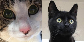 Wilbur & Sops, from RSPCA Stort Valley, Harlow homed through Cat Chat