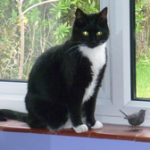 Angel, from Thanet Cat Club, Broadstairs, homed through Cat Chat
