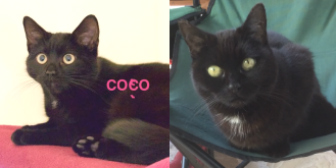 Coco & Teenie Tiny from Mitzi's Kitty Corner, Totnes, homed through CatChat