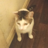 Ice from Furballs Rescue, Camberley, homed through CatChat
