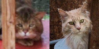 Fred & Olly from Life for Cats, Grantham, homed through Cat Chat