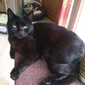 Lily & kittens, from All Animal Rescue, Southampton, homed through Cat Chat