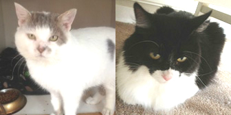 Robbie & Bonnie from Cats Protection, Bolton & Radcliffe, homed through Cat Chat