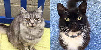 Smokey & Leo, from Mitzi’s Kitty Corner, Totnes, homed through Cat Chat