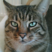 Monty, from Aylesbury Cat Rescue, Buckinghamshire, homed through Cat Chat