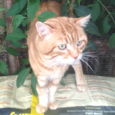 Stig from Grendon Cat Shelter, Atherstone, homed through Cat Chat