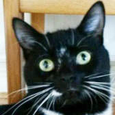 Whiska, from Cat & Kitten Rescue, Watford, homed through Cat Chat