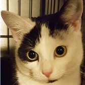 Yoyo, from Cat & Kitten Rescue, Watford, homed through Cat Chat