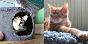Kitty & Knut, from 8 Lives Cat Rescue, Sheffield, homed through Cat Chat