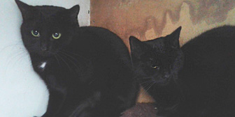 Phoebe & Purdy, from Kirkby Cats Home, Nottingham, homed through Cat Chat