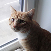 Colin, from BB's Cat Rescue, Tendring, homed through Cat Chat