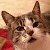 Grace from Kathy's Cat Rescue, Wirral, homed through Cat Chat