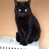 Jackson and more from Grendon Cat Shelter, Atherstone, homed through Cat Chat