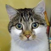 Sophie from National Animal Welfare Trust, Clacton, homed through Cat Chat