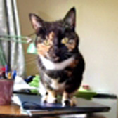 Bella from Aylesbury Cat Rescue, Buckinghamshire, homed through Cat Chat