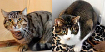 BOB & MARLEY from Beverley & Pockington Cats Protection, Beverley, homed through Cat Chat