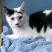 Cyril from Ann & Bill's Cat & Kitten Rescue, Hornchurch, homed through Cat Chat