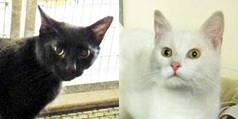 Ella & Sonny from National Animal Welfare Trust, Thurrock, homed through Cat Chat