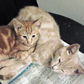 Ginger Biscuit & Custard Cream from Feline Friends Rehoming, Medway, homed through Cat Chat
