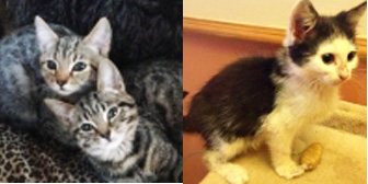 Jesse, Walt, Elsa and more, from Cats in Need, Hinckley, homed through Cat Chat