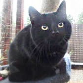 Hollie from Wonky Pets Rescue, Northampton, homed through Cat Chat
