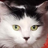 Luna from Saltburn Animal Rescue Association, Redcar, homed through Cat Chat