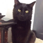 Shadow from Knight Cat & Kitten Rescue, Doncaster, homed through Cat Chat