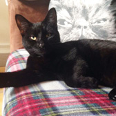 Shadow from Mitzi's Kitty Corner, Totnes, homed through Cat Chat