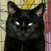 Hamish from Kathy's Cat Rescue, The Wirral, homed through Cat Chat