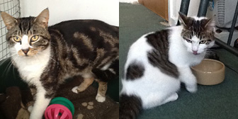 Karim & Zoe, from Grendon Cat Shelter, Atherstone, homed through Cat Chat