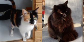 Tiffany & Coco, from Beverley & Pocklington Cats Protection, Beverley, homed through Cat Chat