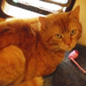 Tiggle, from Paws & Claws Animal Rescue Service, Haywards Heath, homed through Cat Chat