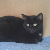 Dotty from Kirkby Cats Home, Nottingham, homed through Cat Chat