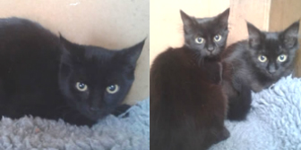Minnie, Malcolm & Roger from Kirkby Cats Home, Nottingham, homed through Cat Chat