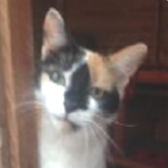 Miss Maisy from Maesteg Animal Welfare Society, Bridgend, homed through Cat Chat