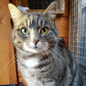 Ella, from Peterborough Cat Rescue, Cambridgeshire, homed through Cat Chat