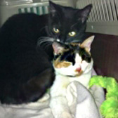 Jet & Jinja, from 8 Lives Cat Rescue, Sheffield, homed through Cat Chat