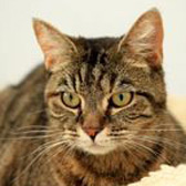 Josie, from Crescent Cat Rescue, Tendring, homed through Cat Chat