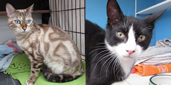 Milo & Gordon, from Ann & Bill's Cat & Kitten Rescue, Hornchurch, homed through Cat Chat