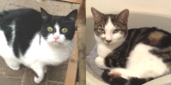  Tessie & Smartie from Grendon Cat Shelter, Atherstone, homed through CatChat