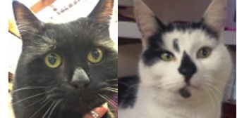 Madame Cholet and Mikey, from Cramar Cat Rescue & Sanctuary, Birmingham, homed through Cat Chat